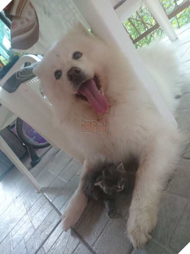 Cảm động trước tình bạn đẹp như mộng giữa chàng mèo đáng thương bị bỏ rơi và quý cô Samoyed 2