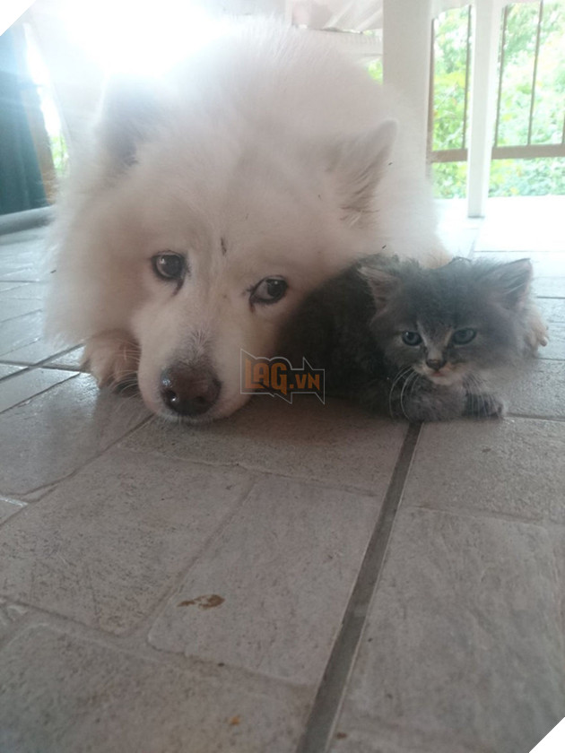 Cảm động trước tình bạn đẹp như mộng giữa chàng mèo đáng thương bị bỏ rơi và quý cô Samoyed 3