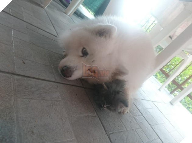 Cảm động trước tình bạn đẹp như mộng giữa chàng mèo đáng thương bị bỏ rơi và quý cô Samoyed 4