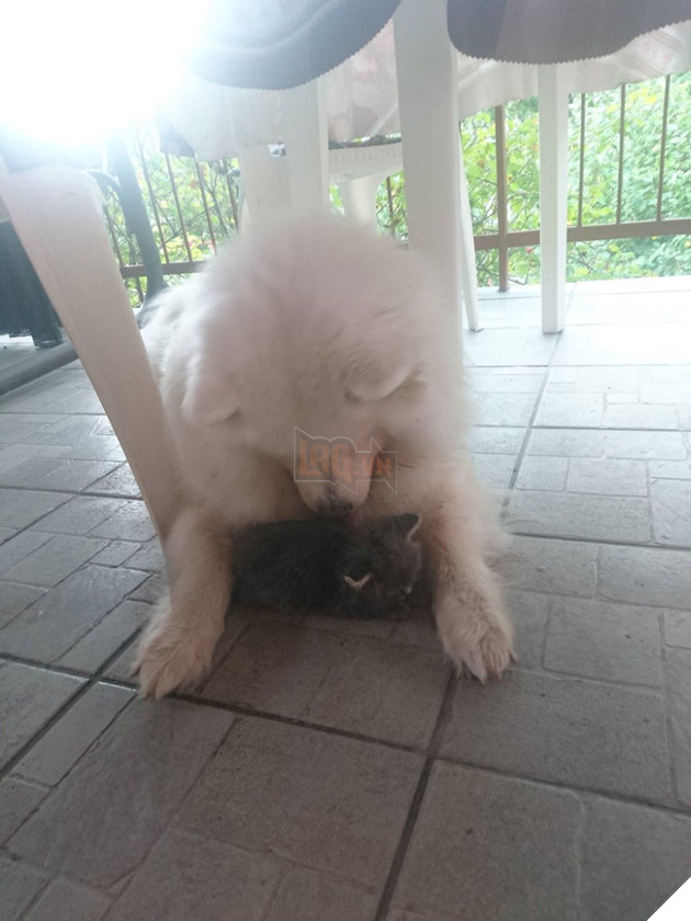 Cảm động trước tình bạn đẹp như mộng giữa chàng mèo đáng thương bị bỏ rơi và quý cô Samoyed 5