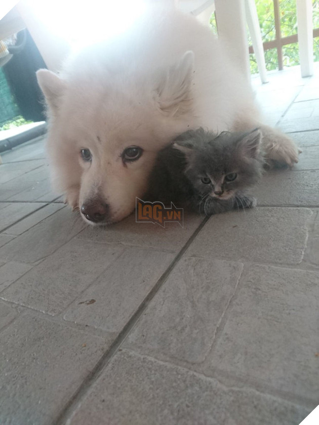 Cảm động trước tình bạn đẹp như mộng giữa chàng mèo đáng thương bị bỏ rơi và quý cô Samoyed 6
