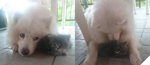 Cảm động trước tình bạn đẹp như mộng giữa chàng mèo đáng thương bị bỏ rơi và quý cô Samoyed