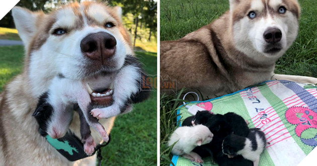 Hero Husky Finds A Box Full Of Near-Dying Kittens In The Woods, Becomes Their New Mom