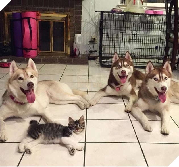 Chẳng thèm soi gương, cô nàng mèo vẫn một mực khẳng định mình chính là truyền nhân của giống Husky 8