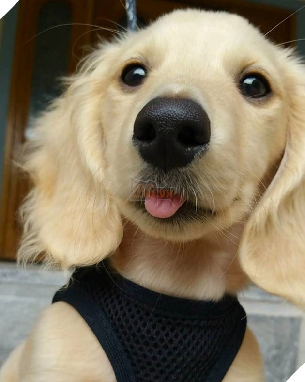 Bạn muốn trở thành ông chủ của chó cưng? Hãy xem hình ảnh chó nhà bạn, trông chúng thật đáng yêu khi đội chiếc nơ cute phô mai que trên đầu và được chụp hình bởi \