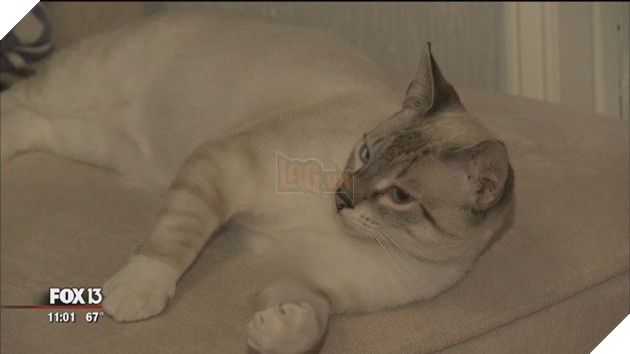 Khi đại boss quá hấp dẫn , trộm đột nhập vào nhà nhưng không thèm màng đến chính sự ?