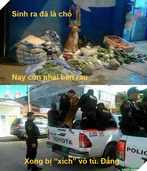 Cái kết đắng cho chú chó nghèo khổ phải tự buôn bán nuôi thân 2