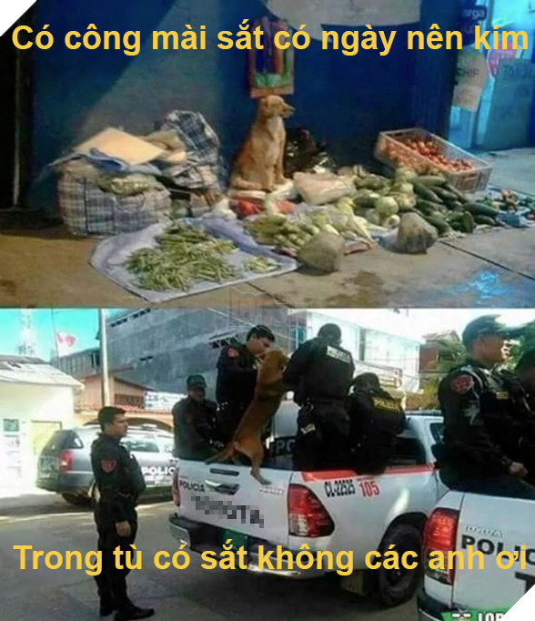 Cái kết đắng cho chú chó nghèo khổ phải tự buôn bán nuôi thân 5