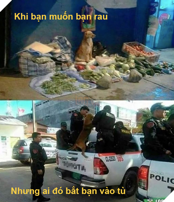 Cái kết đắng cho chú chó nghèo khổ phải tự buôn bán nuôi thân 6