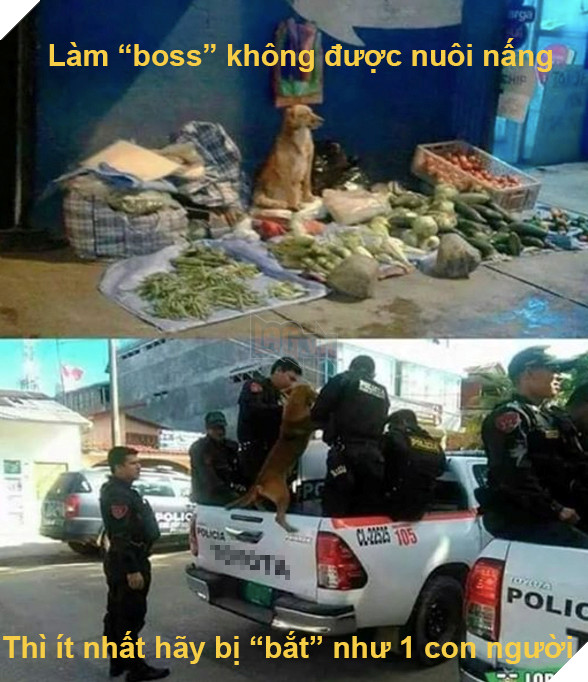 Cái kết đắng cho chú chó nghèo khổ phải tự buôn bán nuôi thân 7