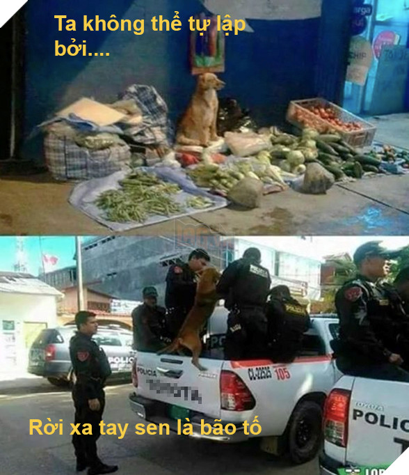 Cái kết đắng cho chú chó nghèo khổ phải tự buôn bán nuôi thân 8