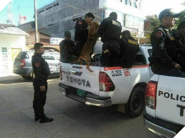 Cái kết đắng cho chú chó nghèo khổ phải tự buôn bán nuôi thân 10