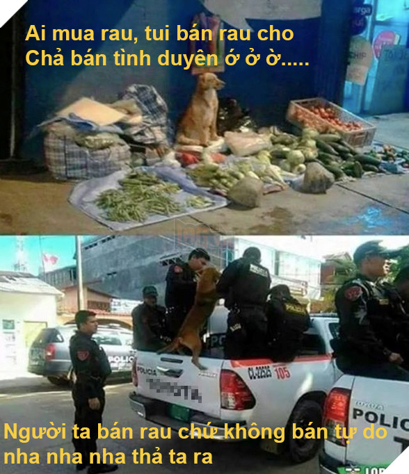 Cái kết đắng cho chú chó nghèo khổ phải tự buôn bán nuôi thân 4