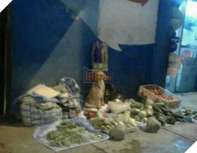 Cái kết đắng cho chú chó nghèo khổ phải tự buôn bán nuôi thân 9