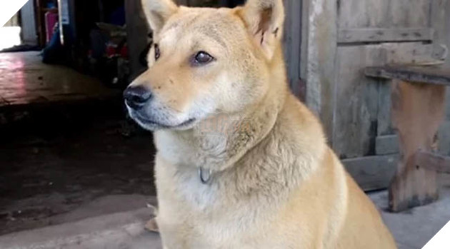 Quang Ninh: Chu cho ki la co doi long may la lieu tu nhien nhu tac, chi an chay, nghe kinh niem phat Quảng Ninh: Chú chó kì lạ có đôi lông mày lá liễu tự nhiên như tạc, chỉ ăn chay, nghe kinh niệm phật