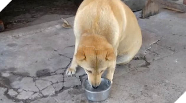 Quang Ninh: Chu cho ki la co doi long may la lieu tu nhien nhu tac, chi an chay, nghe kinh niem phat 2 Quảng Ninh: Chú chó kì lạ có đôi lông mày lá liễu tự nhiên như tạc, chỉ ăn chay, nghe kinh niệm phật 2