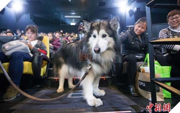 Suất chiếu phim đặc biệt dành cho chú chó Alaska và nguyên nhân khiến nhiều người xúc động