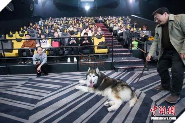 Suất chiếu phim đặc biệt dành cho chú chó Alaska và nguyên nhân khiến nhiều người xúc động 2