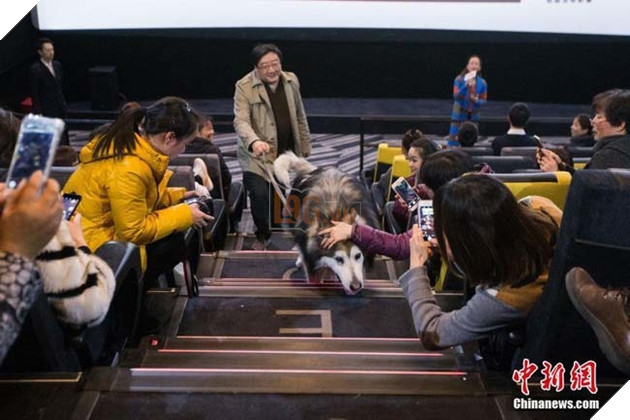 Suất chiếu phim đặc biệt dành cho chú chó Alaska và nguyên nhân khiến nhiều người xúc động 3