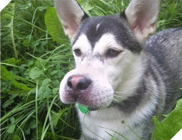 Tổng hợp những khoảnh khắc 'cười ra nước mắt' khi chứng kiến cảnh Boss bị... ong đốt 3