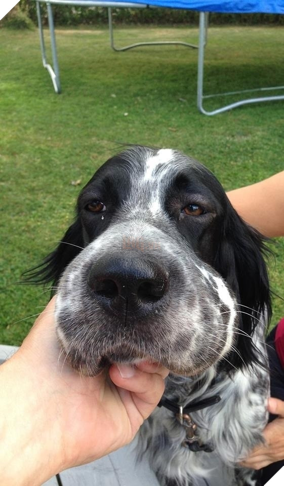 Tổng hợp những khoảnh khắc 'cười ra nước mắt' khi chứng kiến cảnh Boss bị... ong đốt 4