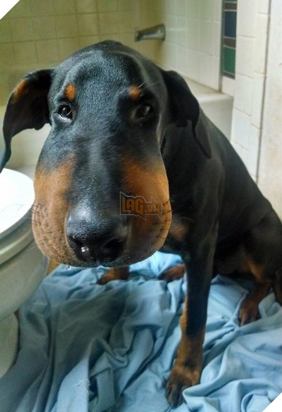 Tổng hợp những khoảnh khắc 'cười ra nước mắt' khi chứng kiến cảnh Boss bị... ong đốt 5