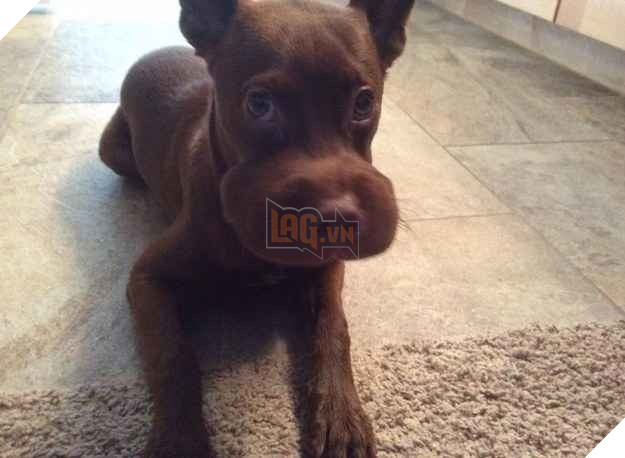 Tổng hợp những khoảnh khắc 'cười ra nước mắt' khi chứng kiến cảnh Boss bị... ong đốt 6