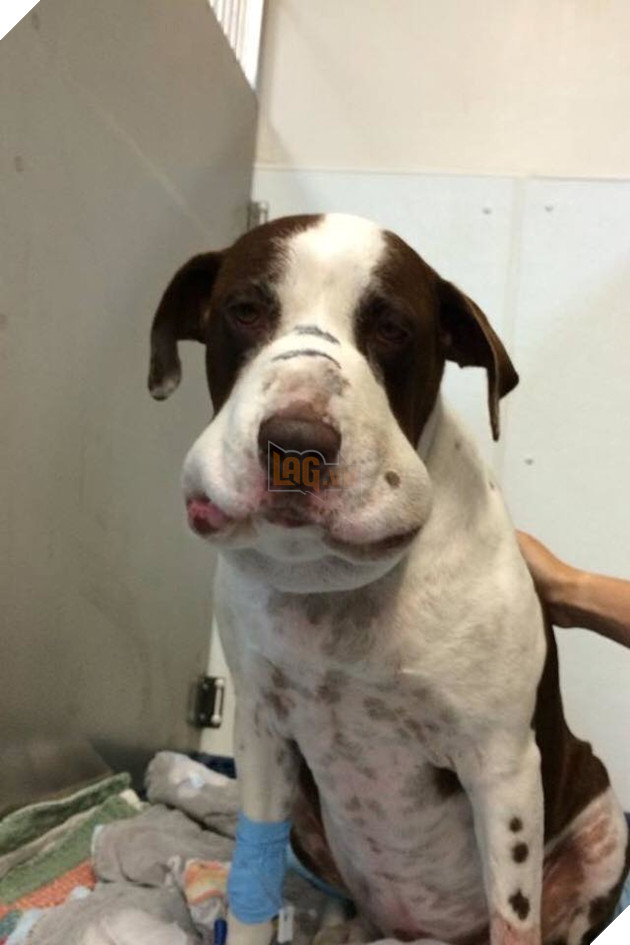 Tổng hợp những khoảnh khắc 'cười ra nước mắt' khi chứng kiến cảnh Boss bị... ong đốt 8