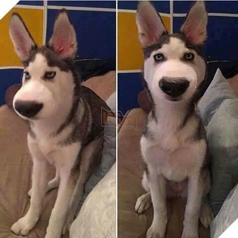 Tổng hợp những khoảnh khắc 'cười ra nước mắt' khi chứng kiến cảnh Boss bị... ong đốt 10