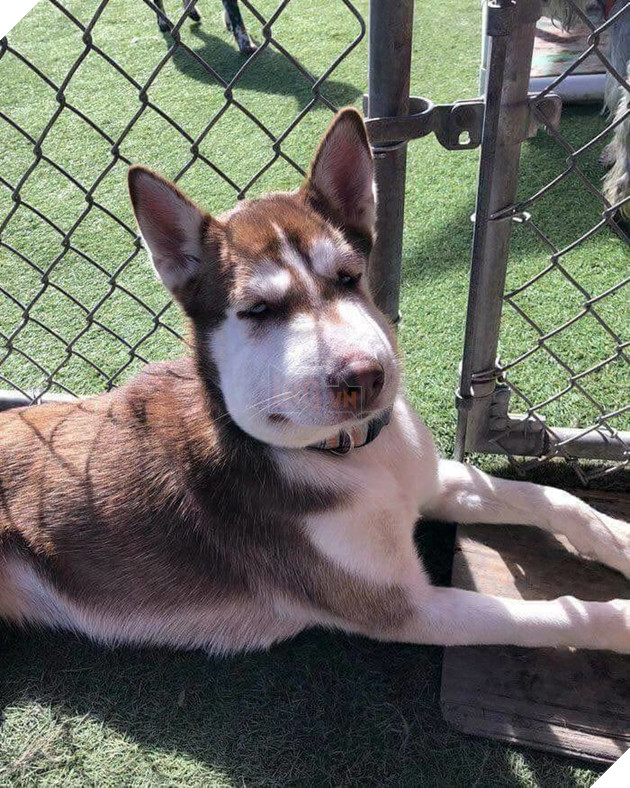 Tổng hợp những khoảnh khắc 'cười ra nước mắt' khi chứng kiến cảnh Boss bị... ong đốt 11