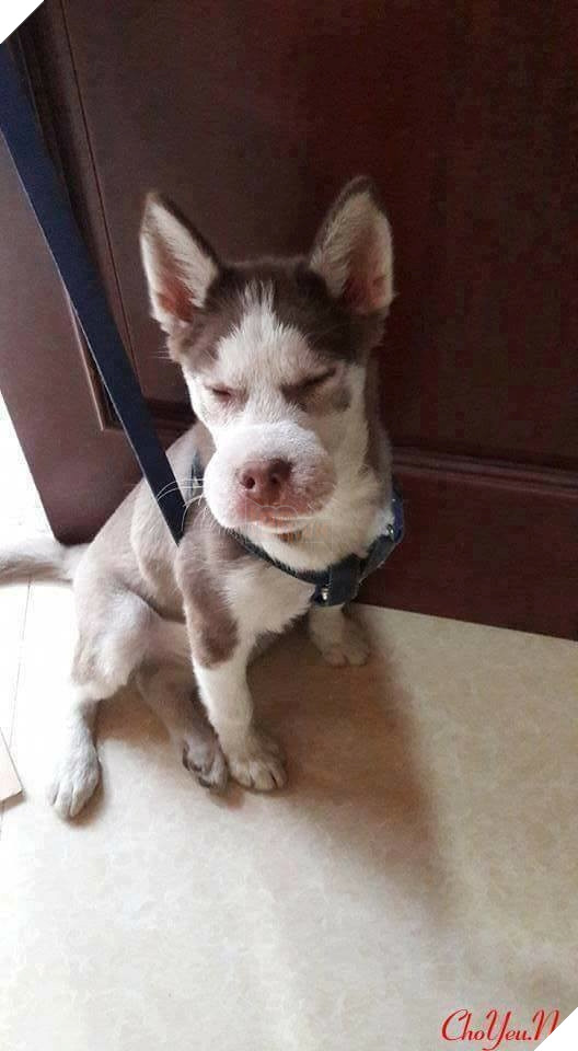 Tổng hợp những khoảnh khắc 'cười ra nước mắt' khi chứng kiến cảnh Boss bị... ong đốt 12