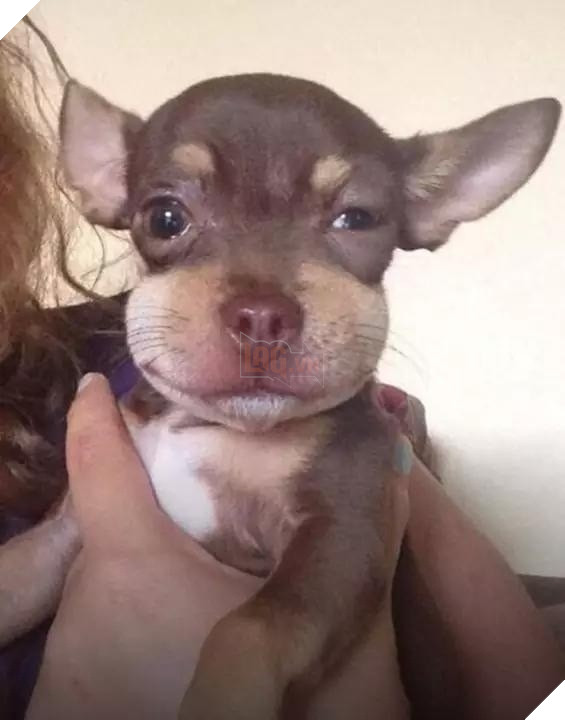 Tổng hợp những khoảnh khắc 'cười ra nước mắt' khi chứng kiến cảnh Boss bị... ong đốt 13