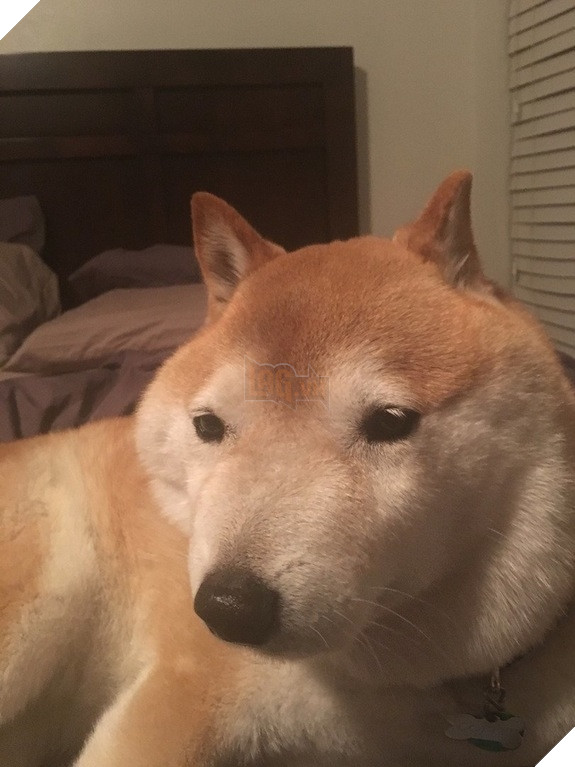 Tổng hợp những khoảnh khắc 'cười ra nước mắt' khi chứng kiến cảnh Boss bị... ong đốt 14