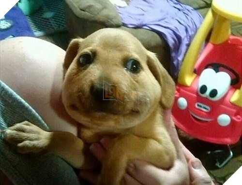 Tổng hợp những khoảnh khắc 'cười ra nước mắt' khi chứng kiến cảnh Boss bị... ong đốt