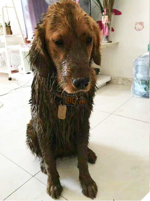 Chú chó Golden đầy bùn tỏ vẻ hối lỗi chờ bị mắng, bất ngờ cô hàng xóm báo tin chấn động 2