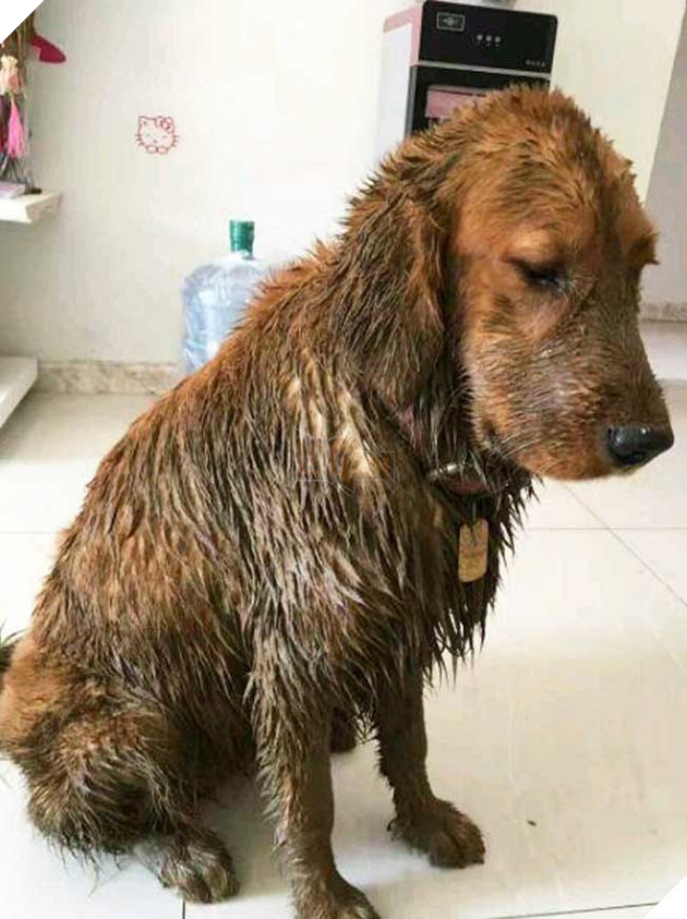 Chú chó Golden đầy bùn tỏ vẻ hối lỗi chờ bị mắng, bất ngờ cô hàng xóm báo tin chấn động 3