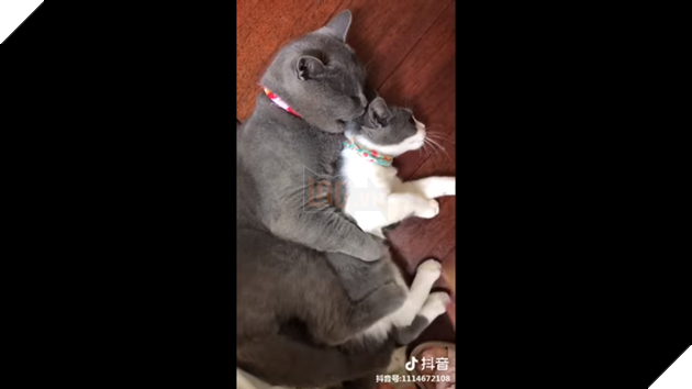 Quyết tâm bảo vệ crush đến cùng trước người thứ ba , hoàng thượng được CĐM khen nức nở  2