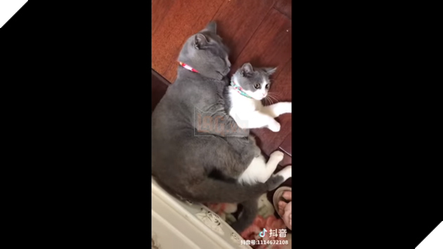 Quyết tâm bảo vệ crush đến cùng trước người thứ ba , hoàng thượng được CĐM khen nức nở  3