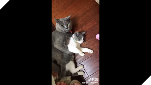 Quyết tâm bảo vệ crush đến cùng trước người thứ ba , hoàng thượng được CĐM khen nức nở  5