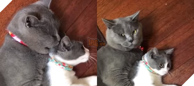 Quyết tâm bảo vệ crush đến cùng trước người thứ ba , hoàng thượng được CĐM khen nức nở 