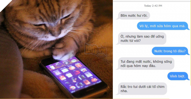 Nếu loài mèo biết nhắn tin thì đây sẽ là loạt yêu sách các ‘ông trời con’ dùng để hành hạ bạn mỗi ngày