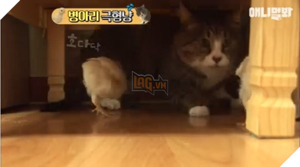 Quàng thượng siêu ‘nhát gan’: Lẩn trốn khắp nơi chỉ vì sợ… gà 2