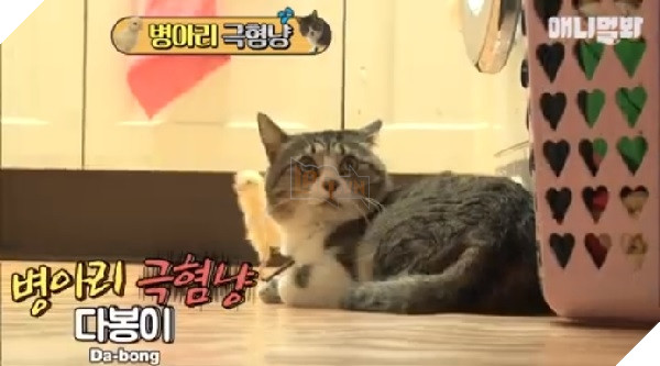 Quàng thượng siêu ‘nhát gan’: Lẩn trốn khắp nơi chỉ vì sợ… gà