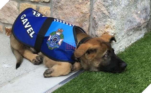 Chú chó cảnh sát bị sa thải vì thích làm quen với người lạ, bỏ quên nhiệm vụ