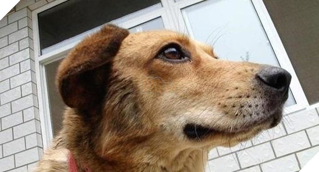 Cảm thấy không khỏe trong người, boss nay cũng đã tự đi khám bệnh!