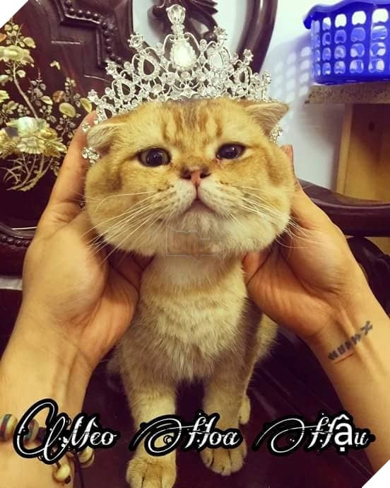 Tổng hợp những thể loại mèo lạ đang lấn chiếm hành tinh này