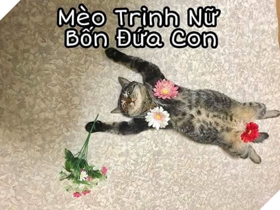 Tổng hợp những thể loại mèo lạ đang lấn chiếm hành tinh này 3