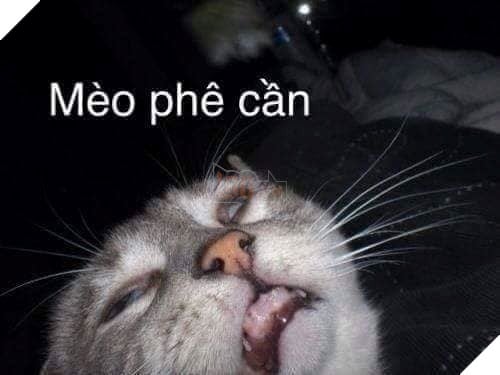 Tổng hợp những thể loại mèo lạ đang lấn chiếm hành tinh này 4