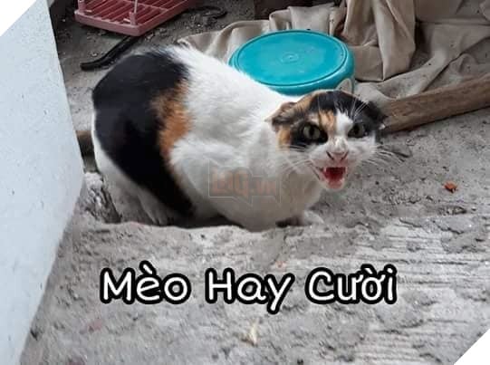 Tổng hợp những thể loại mèo lạ đang lấn chiếm hành tinh này 7