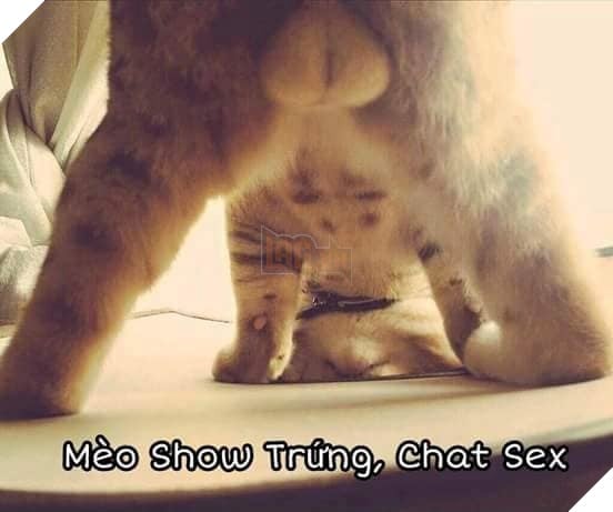 Tổng hợp những thể loại mèo lạ đang lấn chiếm hành tinh này 8